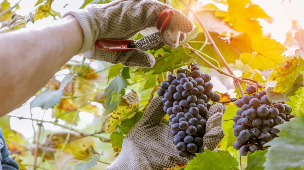Έως 15 Δεκεμβρίου οι Δηλώσεις Συγκομιδής για την Αμπελοοινική Περίοδο 2025–26: Τι πρέπει να γνωρίζουν οι αμπελουργοί
