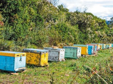 Περιθώριο έως τις 20 Νοεμβρίου για την υποβολή δηλώσεων κατεχόμενων κυψελών