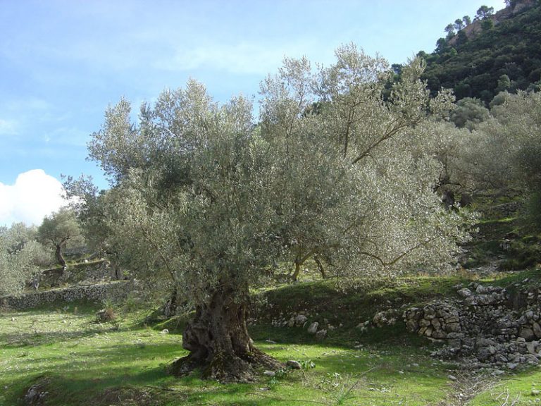Τι συμβαίνει με το ελαιοκομικό μητρώο, τι θα ισχύσει με τα πρόστιμα